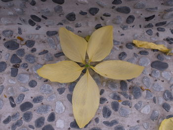 Close-up of frangipani on plant