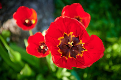 Close-up of red poppy flowers