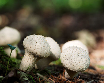 Close-up of mushroom growing on field