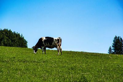 Horses in a field