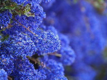 Close-up of purple flower tree