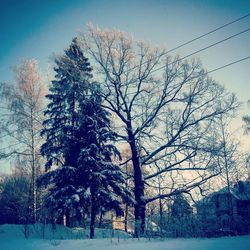 Bare trees on snow covered landscape