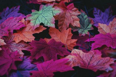 High angle view of colorful leaves