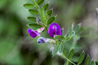 Close-up of purple flowering plant leaves