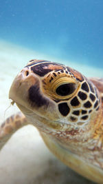 Close-up of turtle in sea