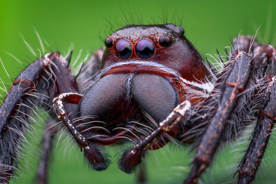 Close-up of spider