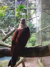 Close-up of bird perching on tree in zoo