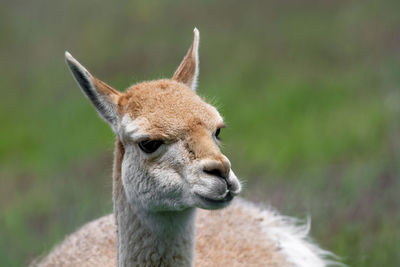 Close-up of animal looking away outdoors