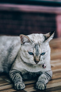 Close-up of a cat