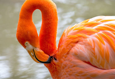 Close up of a beautiful coral flamingo grooming feathers in a water habitat