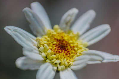 Close-up of white flower
