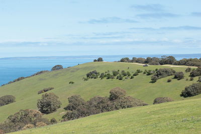 Scenic view of green field by sea against sky