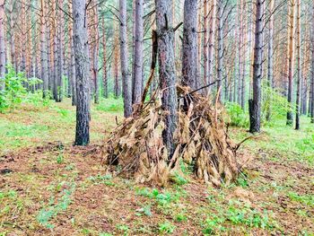 Pine trees in forest