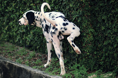 Dalmatian urinating on plants