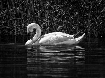 Swan swimming in lake