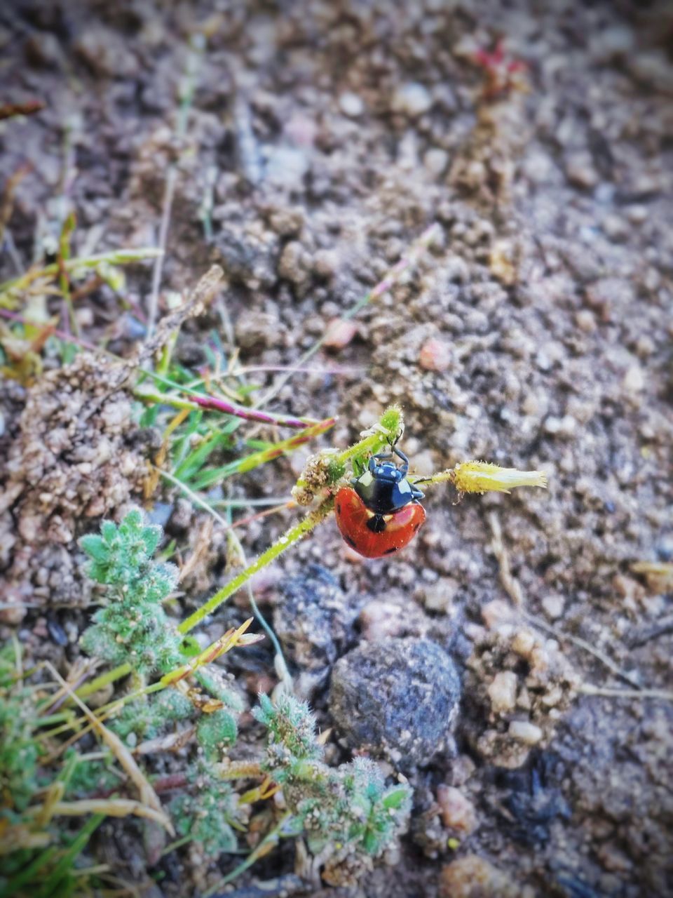 insect, invertebrate, animals in the wild, animal themes, animal wildlife, one animal, animal, day, close-up, nature, high angle view, no people, selective focus, rock, outdoors, solid, rock - object, focus on foreground, plant, land, small