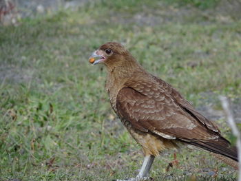 Close-up of bird perching on a field