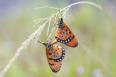 Butterfly on flower