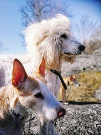 Close-up of a dog looking away