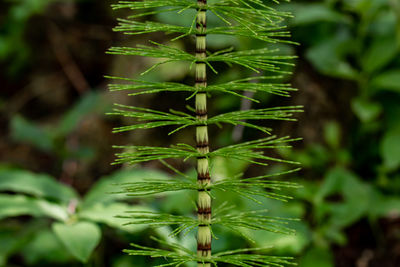 Close-up of plant