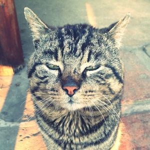 Close-up portrait of cat