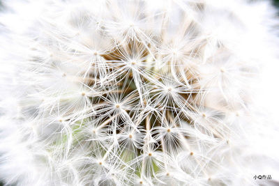 Close-up of dandelion flower