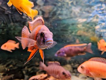 Fish swimming in sea