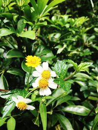 Close-up of yellow flowers blooming outdoors