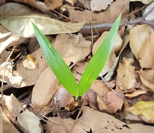 Close up of leaves