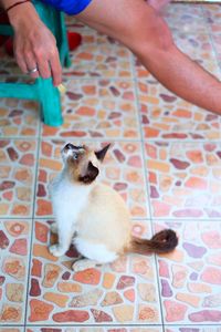 Midsection of person holding dog at home