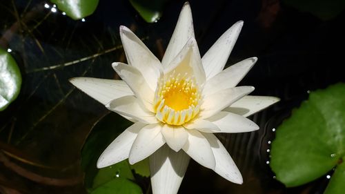 Close-up of white water lily