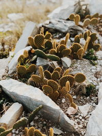 High angle view of succulent plant on field