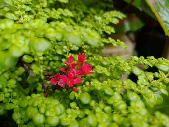 Close-up of red berries on plant