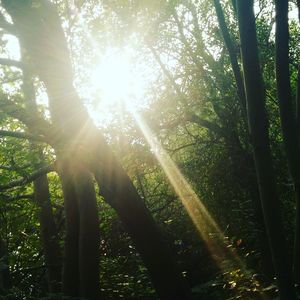 Low angle view of bamboo trees in forest