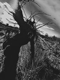 Low angle view of tree against sky