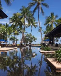 Palm trees by swimming pool