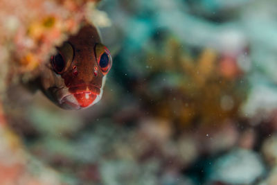 Close-up of fish swimming in sea