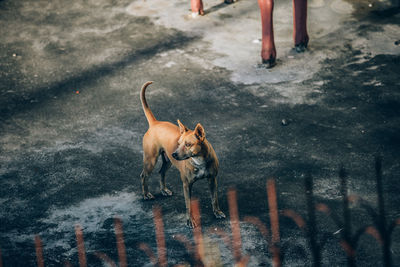 High angle view of dog standing on street