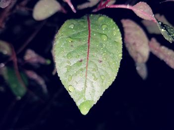 Close-up of raindrops on leaves