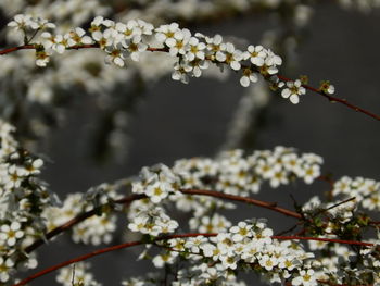 Close-up of white flowers on branch