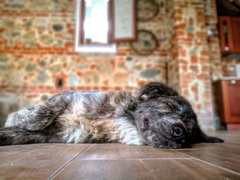 Dog relaxing on floor at home