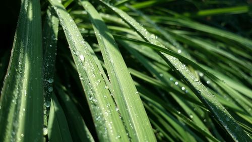 Close-up of wet plant leaves during rainy season