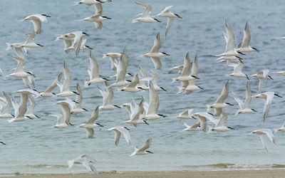 Flock of seagulls in sea