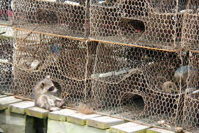 Lizard in cage