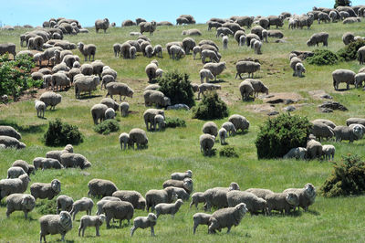 Flock of sheep grazing in a field