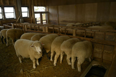 View of an animal pen