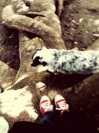 Low section of person with dog standing on tree trunk