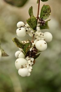 Close-up of berries growing on tree