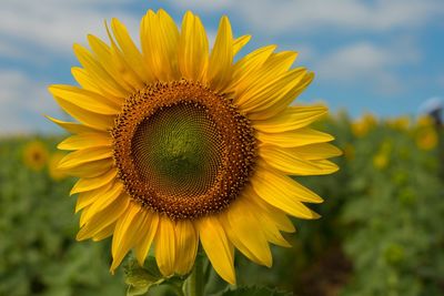 Close-up of sunflower blooming against sky