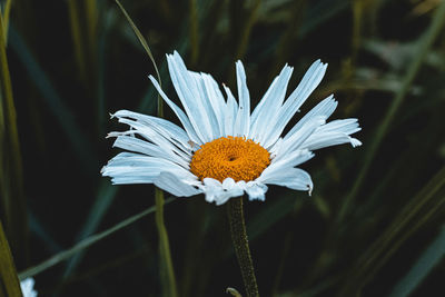 Close-up of white daisy flower